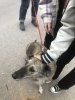 Uczniowie „Budowlanki”  pomagają zwierzakom z sandomierskiego schroniska.